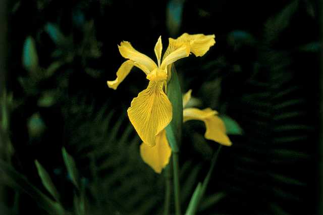 FH_VP_0025(Iris pseudacorus).jpg - Iris pseudacoris (Gele Lis)